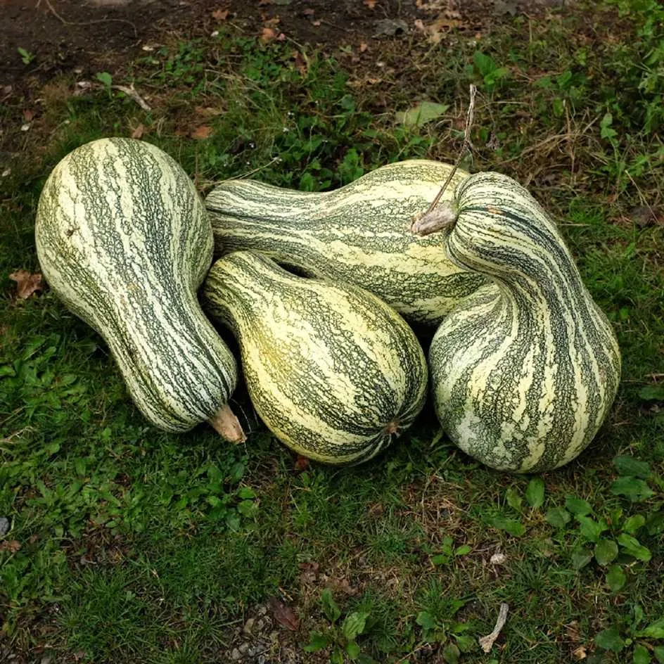 la-bo-te-graines-graines-l-gumes-courge-striped-cushaw-bio image 1