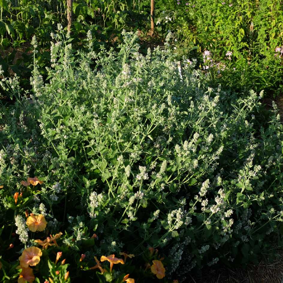 la-bo-te-graines-graines-aromatiques-nepeta-citriodora-bio-citronn-e image 2