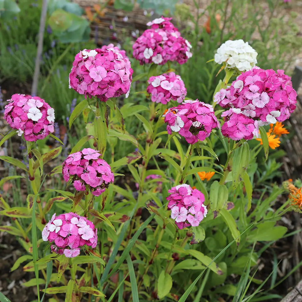 ferme-de-sainte-marthe-illet-de-po-te-plant-vari-bio image 2