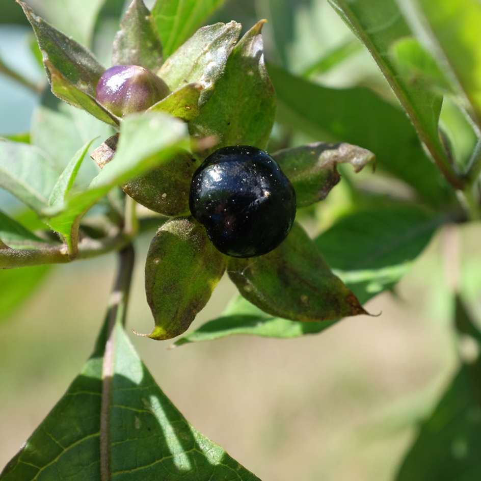 la-bo-te-graines-belladone-atropa-bio-graines-fleurs image 3
