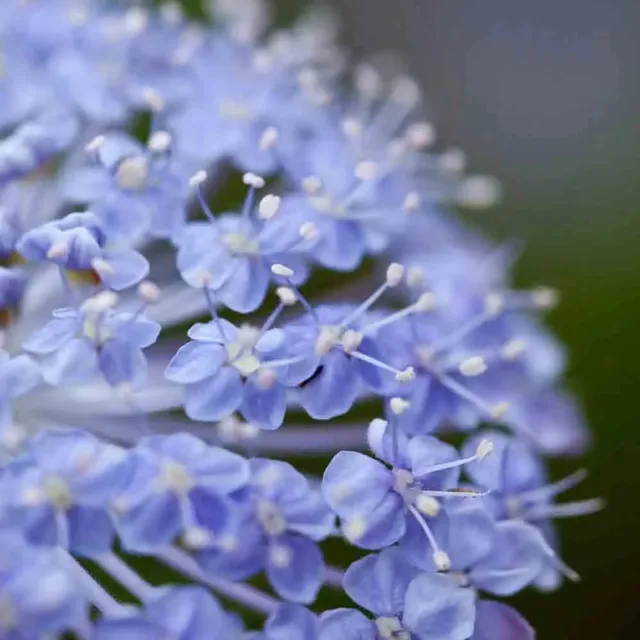 ferme-de-sainte-marthe-trachymene-lacyblue-graines-de-fleurs-bio image 1