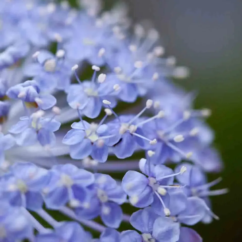 ferme-de-sainte-marthe-trachymene-lacyblue-graines-de-fleurs-bio image 1