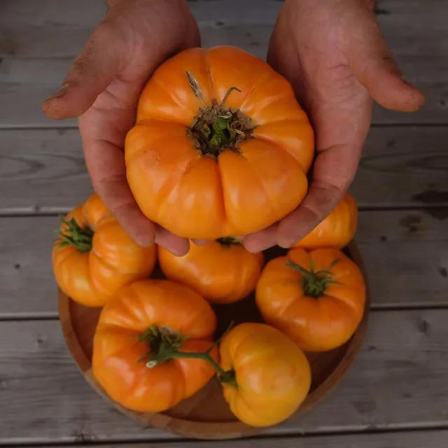 la-bo-te-graines-tomate-dr-wyche-s-yellow-graines-bio-jaune image 1