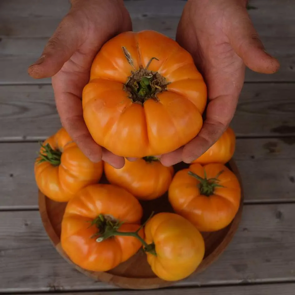 la-bo-te-graines-tomate-dr-wyche-s-yellow-graines-bio-jaune image 1