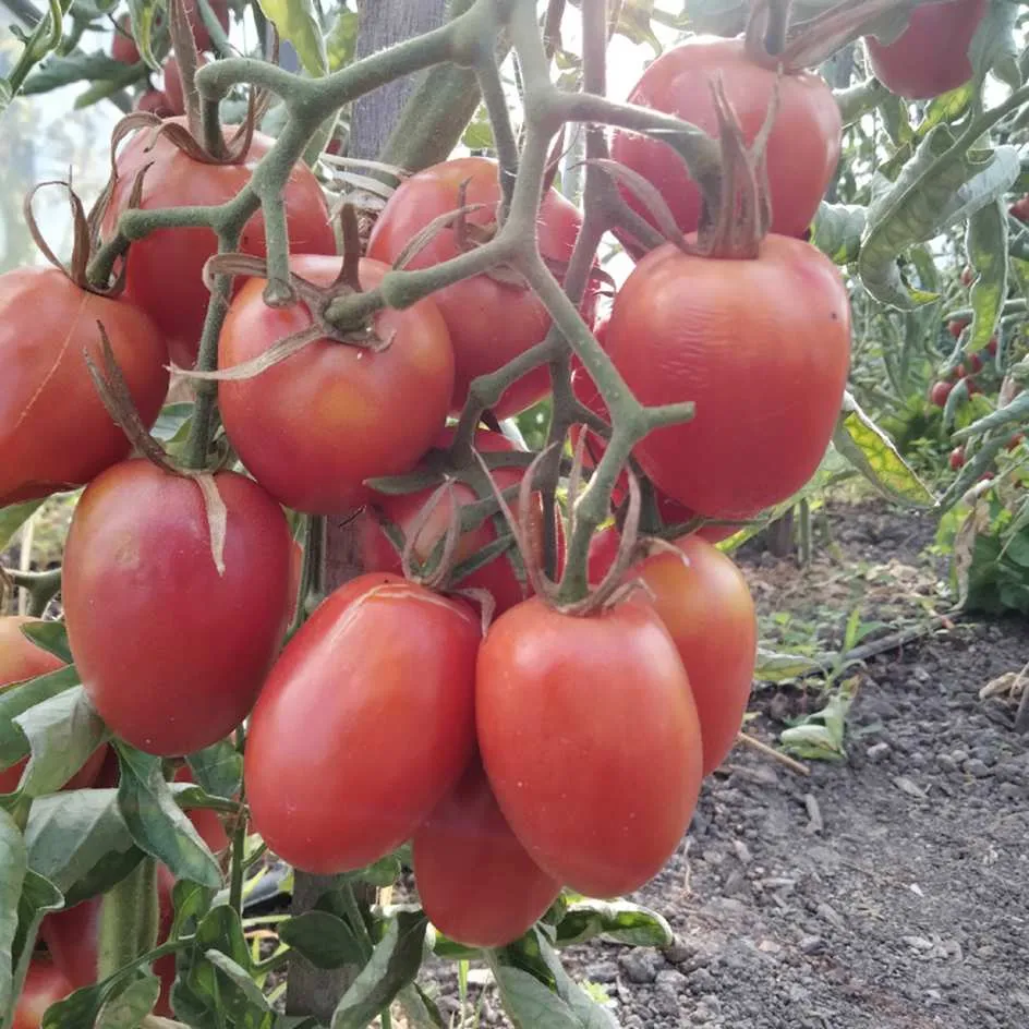 la-bo-te-graines-tomate-olirose-saint-domingue-graines-bio image 1