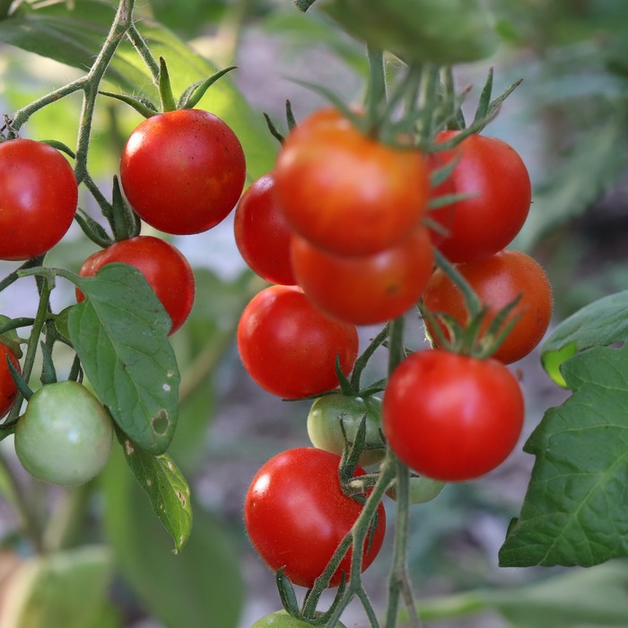 les-semences-de-l-ombelle-tomate-cerise-rouge-zuckertraube-bio-graines image 1