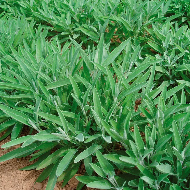 ferme-de-sainte-marthe-sauge-officinale-ceres-ab-graines-aromatiques-potag-re image 1