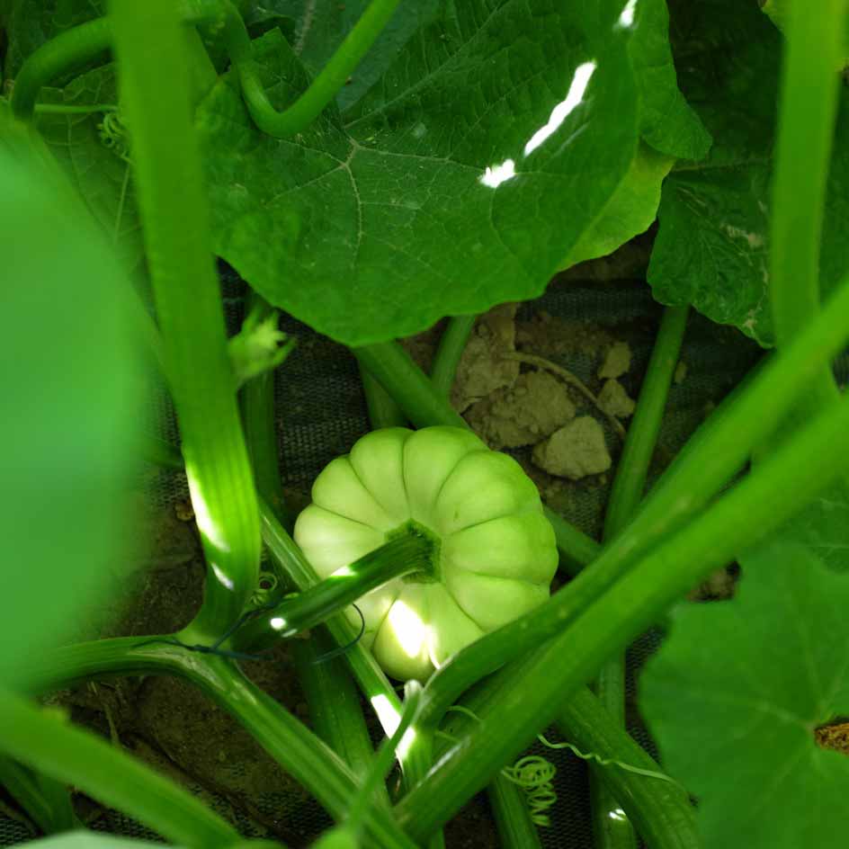 la-bo-te-graines-courge-sweet-dumpling-patidou-bio-graines image 2