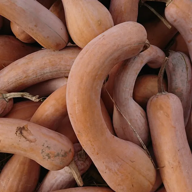 les-semences-de-l-ombelle-courge-longue-de-nice-graines-bio image 1