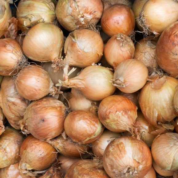 la-bo-te-graines-graines-l-gumes-oignon-jaune-sturon-graines-bio image 1