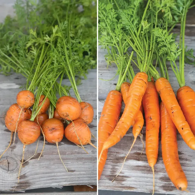 ferme-de-sainte-marthe-march-de-paris-3-nantaise-2-graines-carottes-m-lange-bio image 1