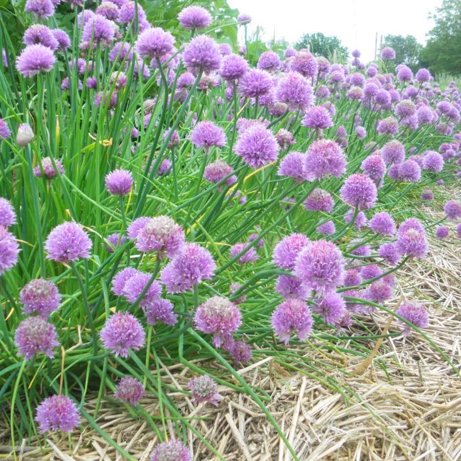 la-bo-te-graines-graines-aromatiques-ciboulette-bio-vivace image 2