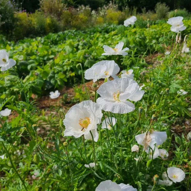 les-semences-de-l-ombelle-coquelicot-blanc-bio-graines-fleurs image 1