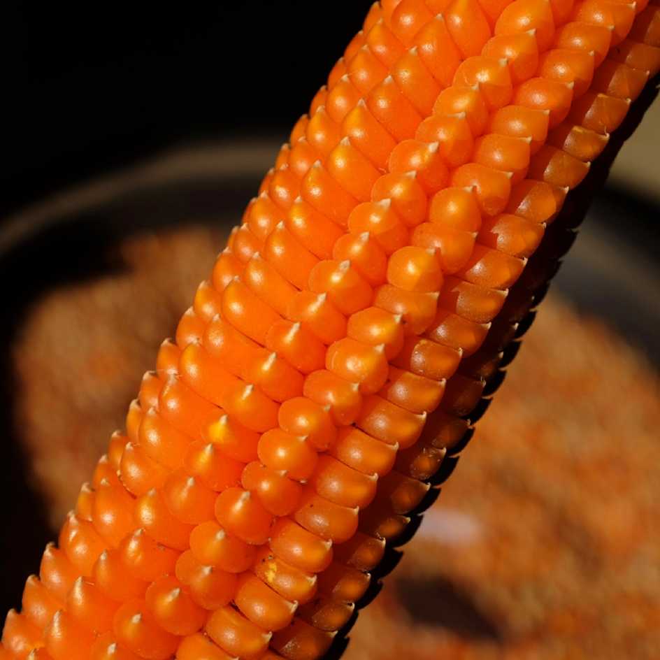 la-bo-te-graines-ma-s-rostrato-graines-bio-polenta image 3