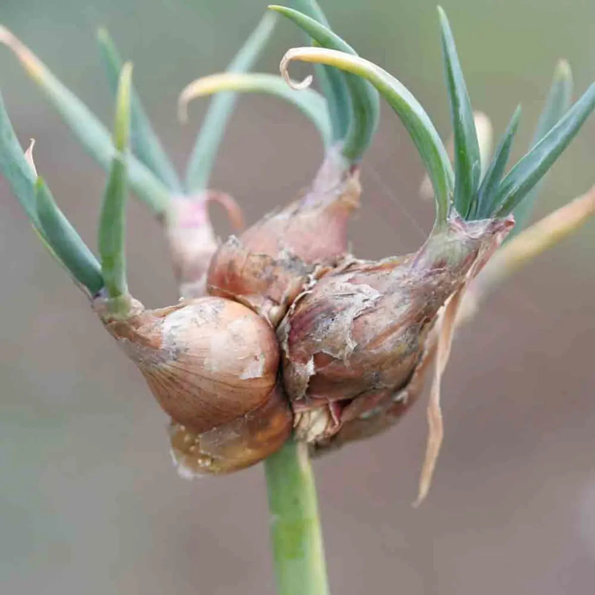 ferme-sainte-marthe-rocambole-plant-oignon-perp-tuel-bio image 2