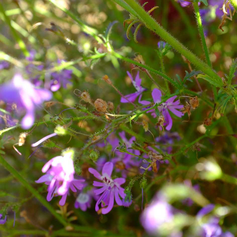 la-bo-te-graines-schizanthus-pinnatus-graines-fleurs-bio-massif image 5