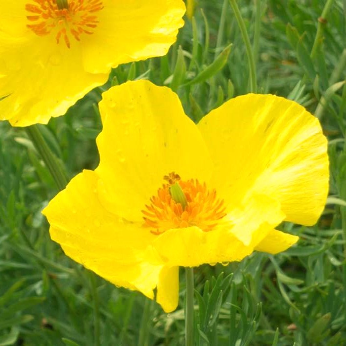 la-bo-te-graines-graines-fleurs-hunnemannia-fumariifolia-fleur-bio image 5