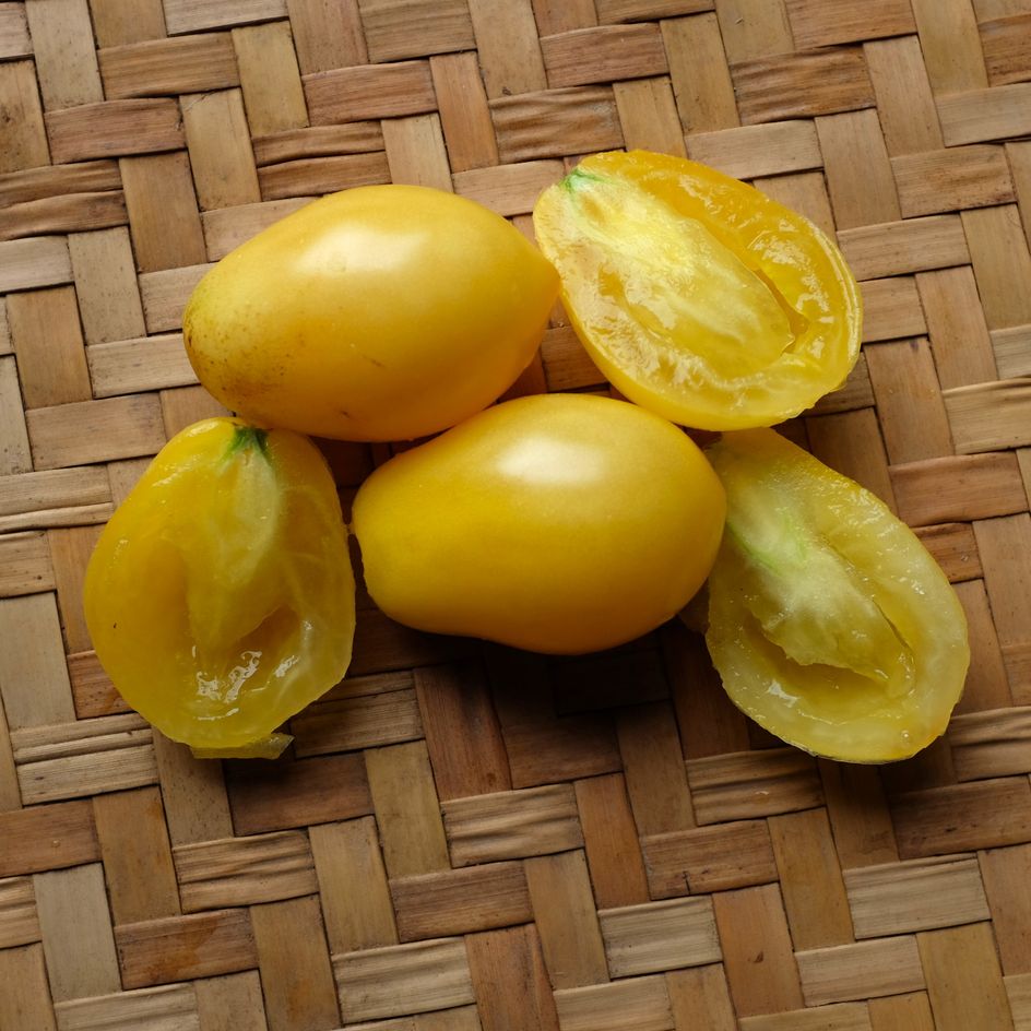 la-bo-te-graines-tomate-t-ton-de-v-nus-jaune-graines-bio image 1
