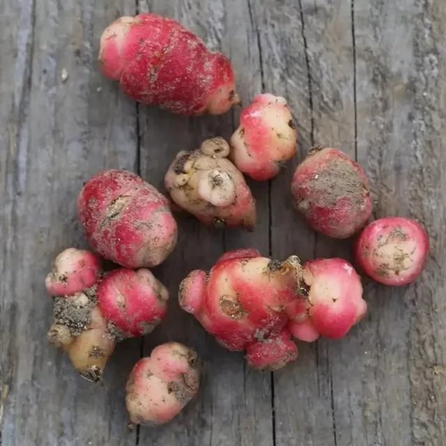 ferme-de-sainte-marthe-oca-du-p-rou-plant-bio image 1