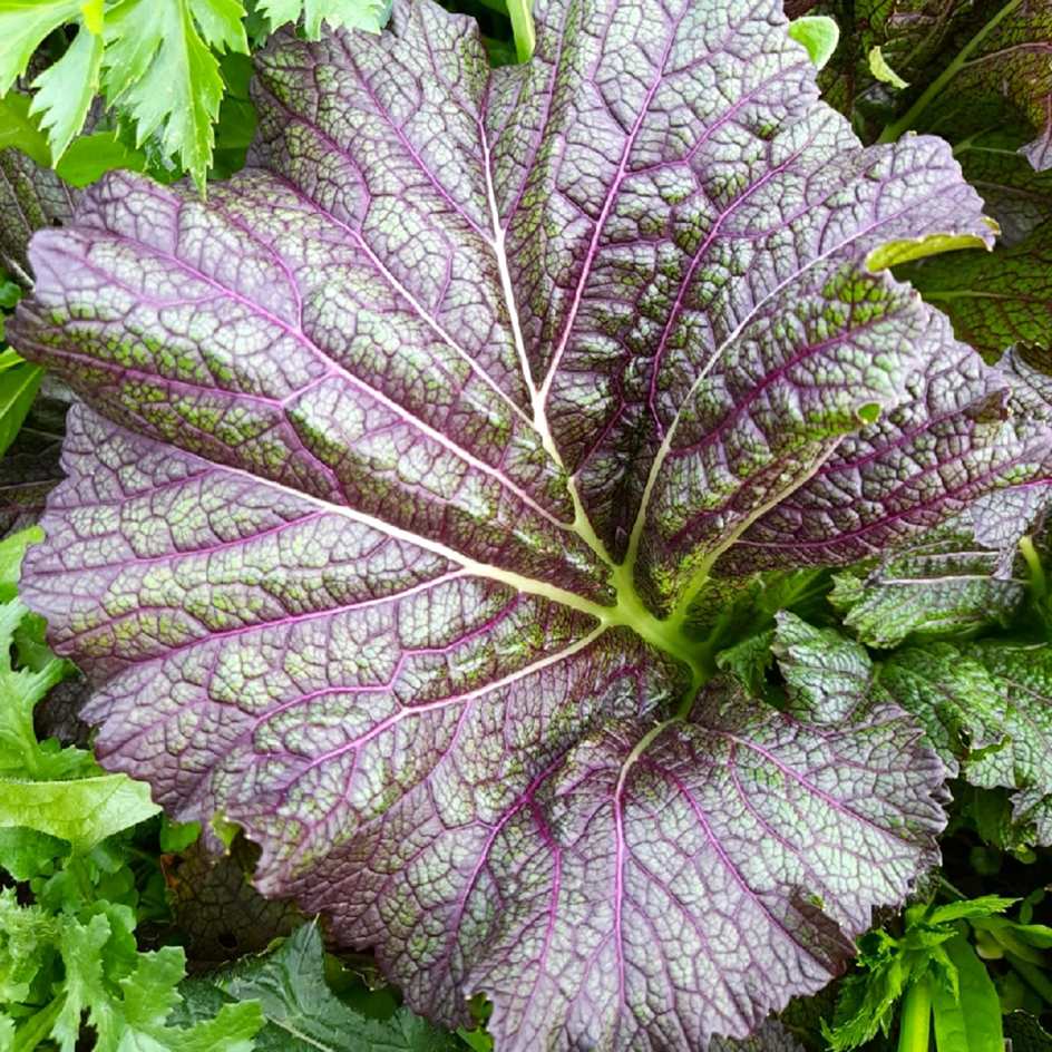 la-bo-te-graines-graines-l-gumes-moutarde-dragon-tongue-bio image 2