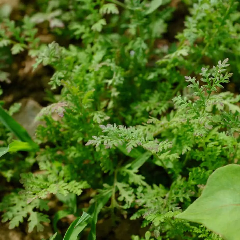 la-bo-te-graines-phac-lie-graines-engrais-vert-bio-25-m image 1