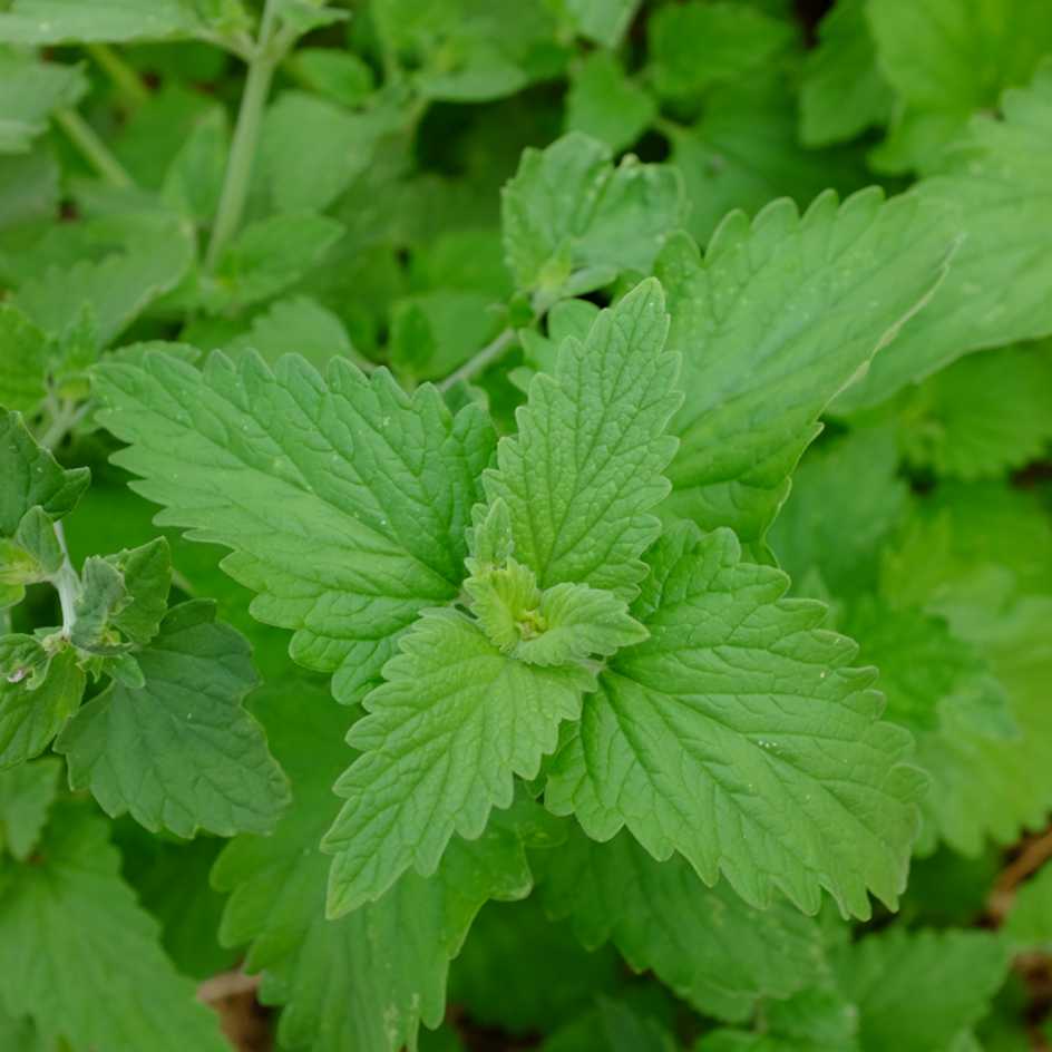 la-bo-te-graines-graines-aromatiques-nepeta-citriodora-bio-citronn-e image 5