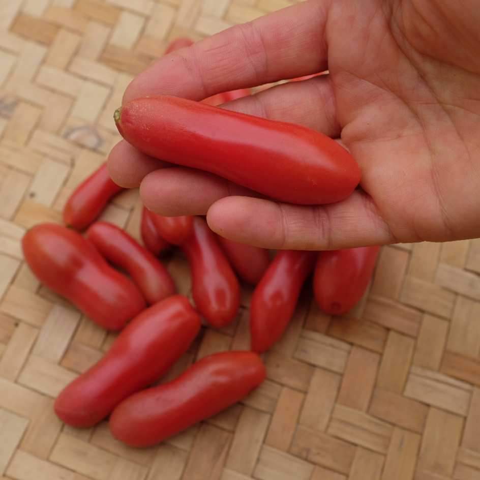 la-bo-te-graines-coucougnette-de-vend-e-graines-tomate-bio image 1