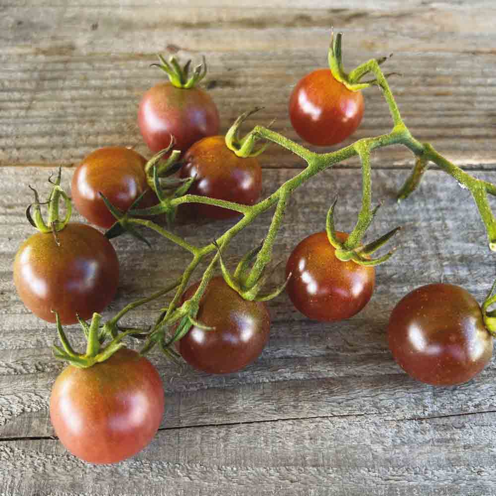 ferme-de-sainte-marthe-tomate-brown-berry-graines-bio-cerise image 1
