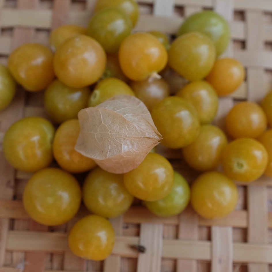 la-bo-te-graines-graines-l-gumes-physalis-goldie-bio image 1
