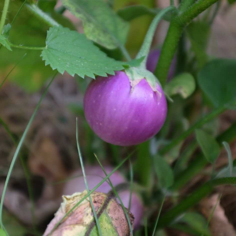 la-bo-te-graines-aubergine-lao-lavender-bio-graines-l-gumes image 3
