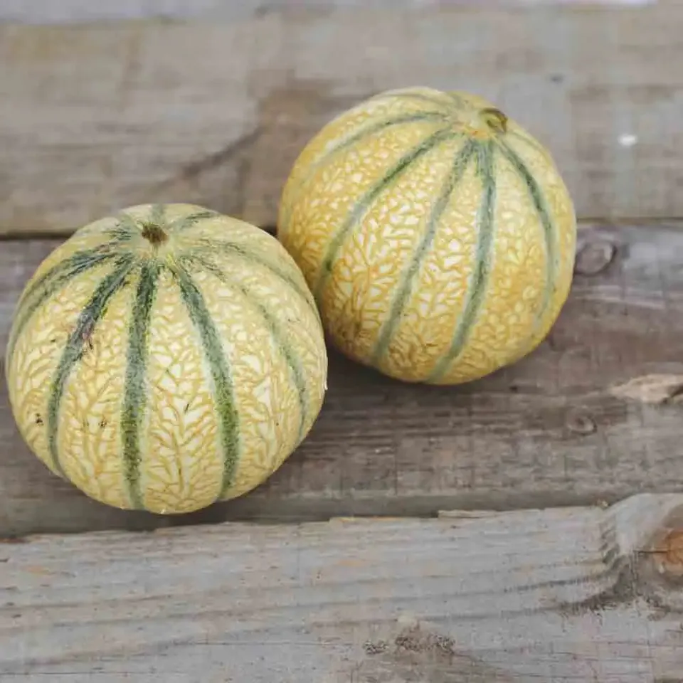 ferme-de-sainte-marthe-melon-charentais-graines-bio-sachet image 1