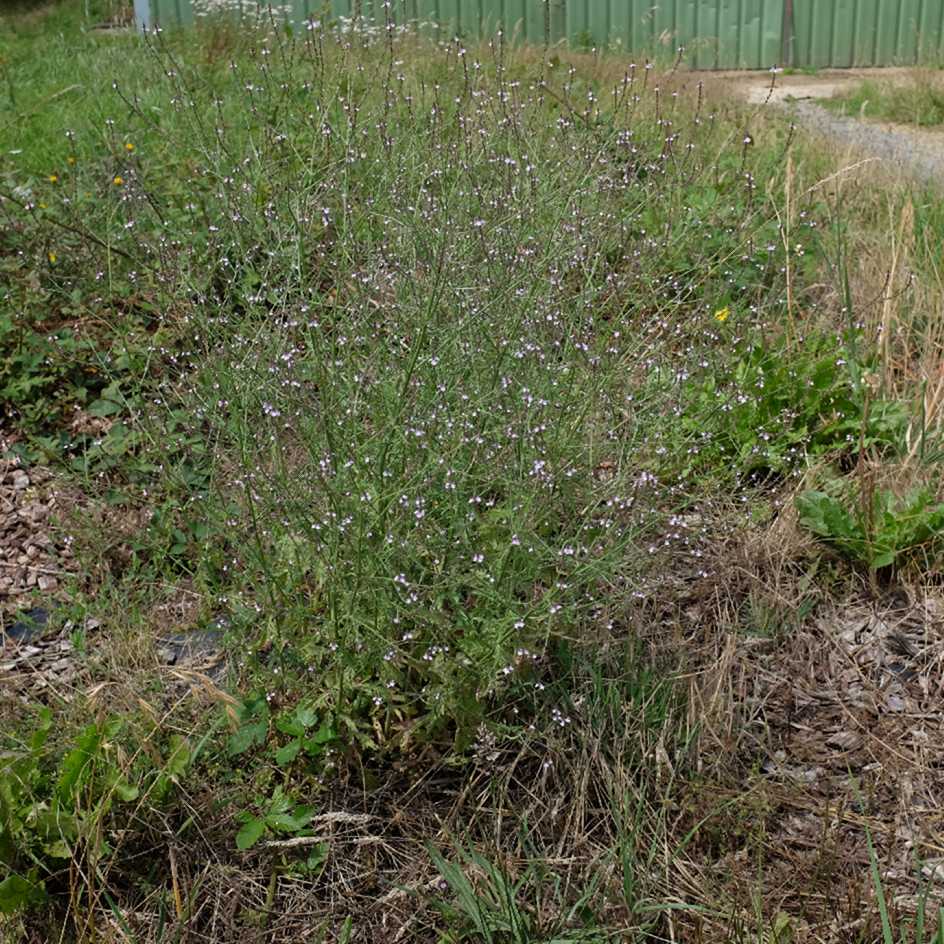 la-bo-te-graines-verveine-officinale-graines-bio image 1