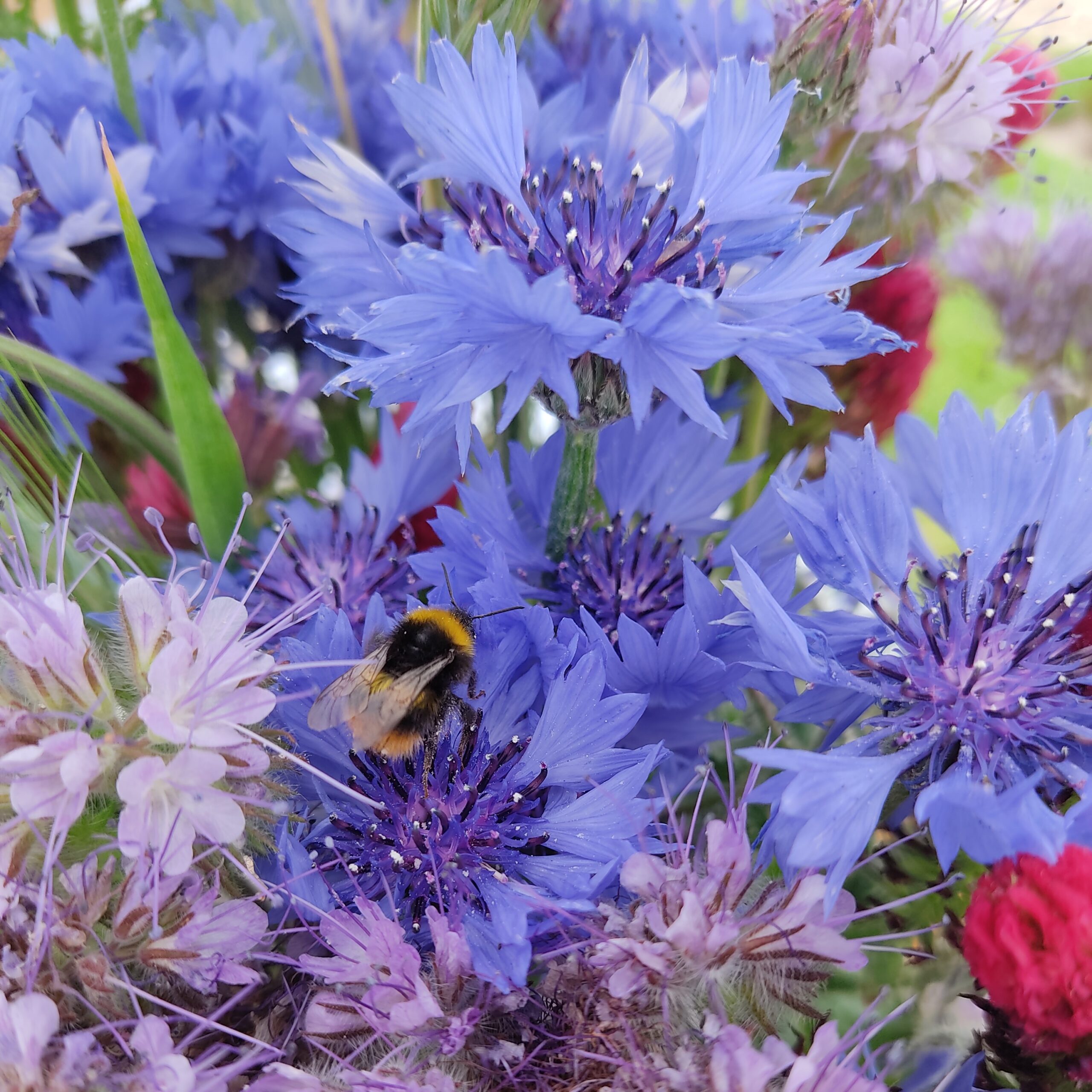 les-semences-de-l-ombelle-bleuet-bleu-bio-graines-fleurs image 3