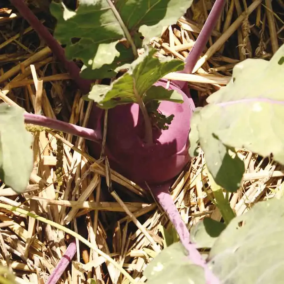 ferme-de-sainte-marthe-graines-potag-res-chou-rave-purple-vienna-bio-violet image 1