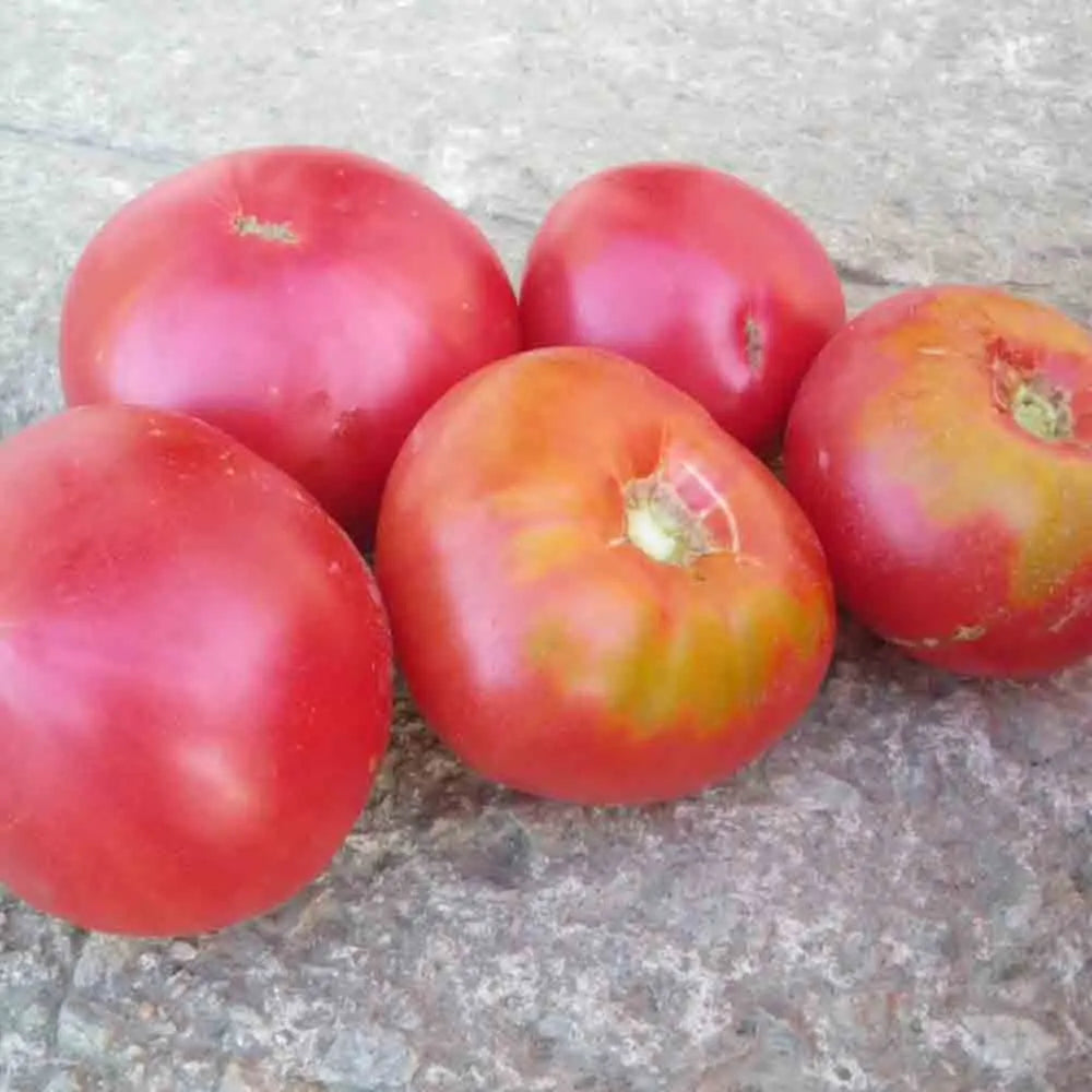 ferme-de-sainte-marthe-gregory-alta-graines-tomate-bio image 1