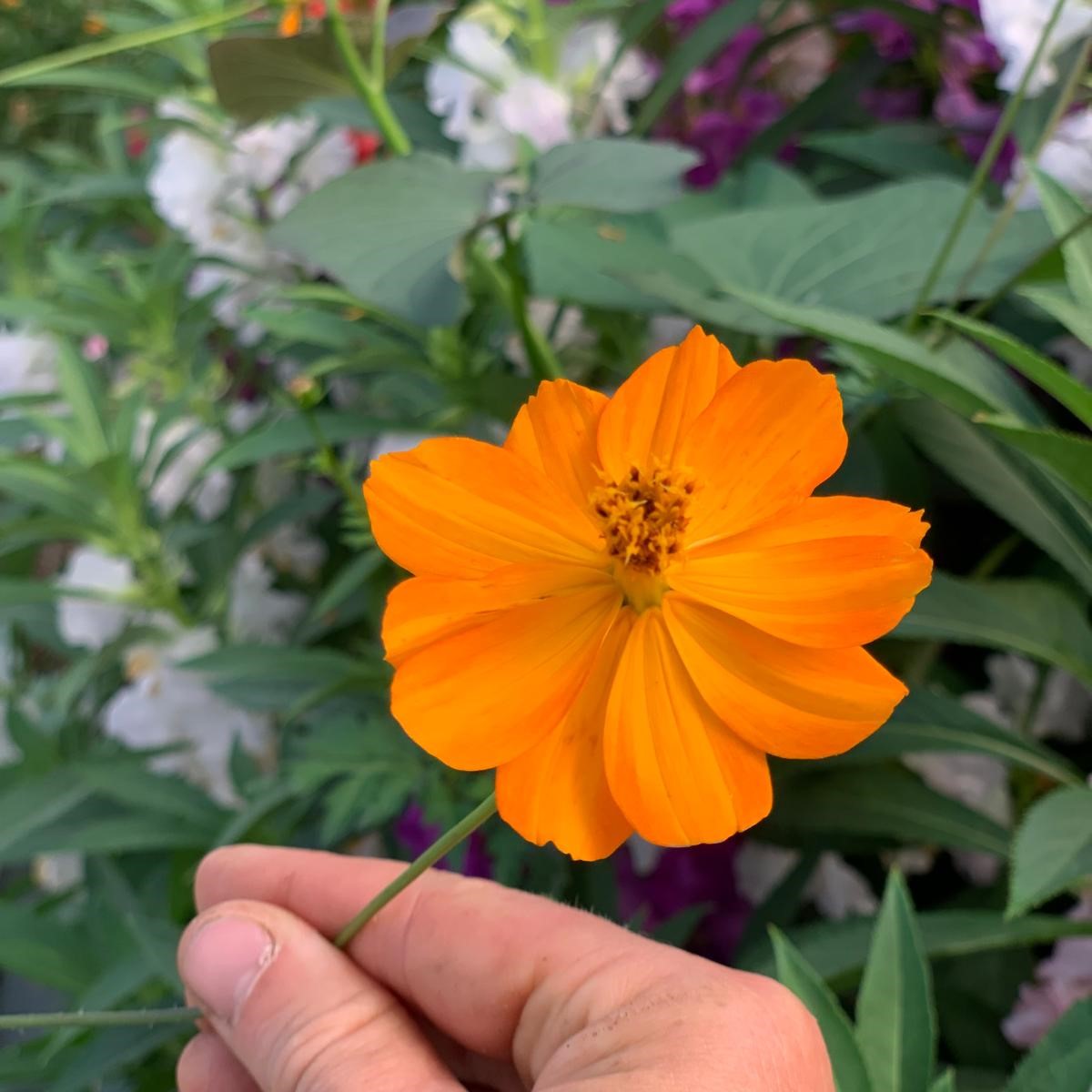 les-semences-de-l-ombelle-cosmos-sulfureux-orange-graines-bio image 4
