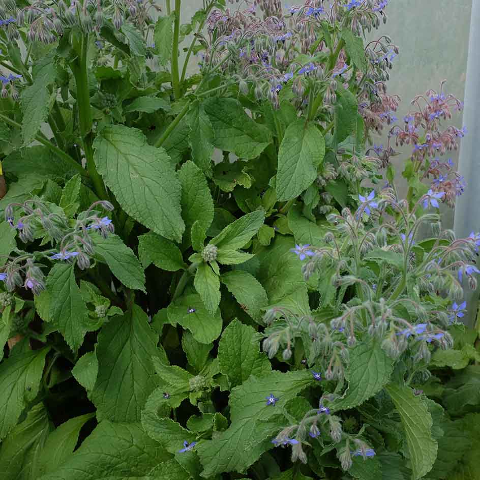 la-bo-te-graines-bourrache-bio-graines-aromatiques-mellif-re image 2