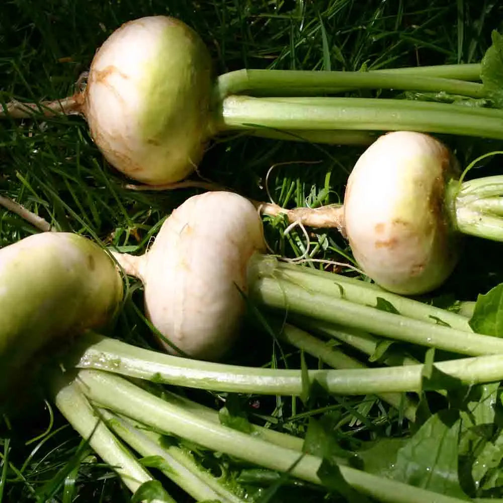 ferme-de-sainte-marthe-platte-witte-mei-navet-bio-blanc image 1