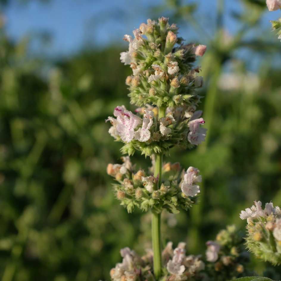 la-bo-te-graines-graines-aromatiques-nepeta-citriodora-bio-citronn-e image 1