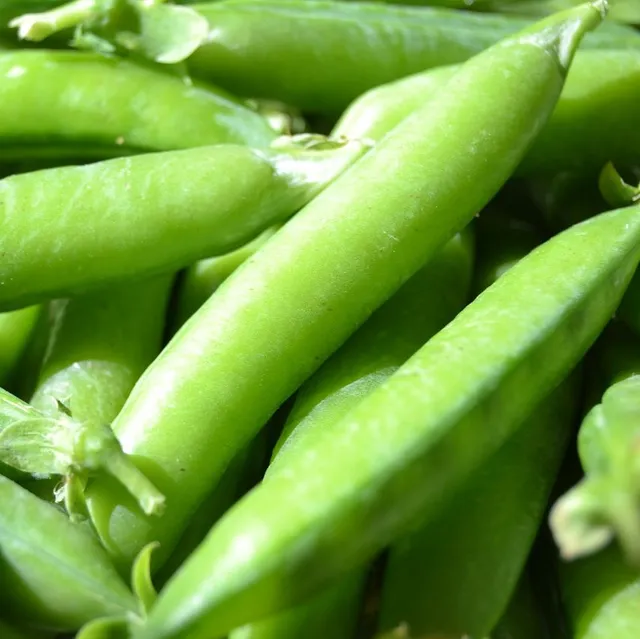la-bo-te-graines-rondo-pois-nain-bio-graines-cosser image 1