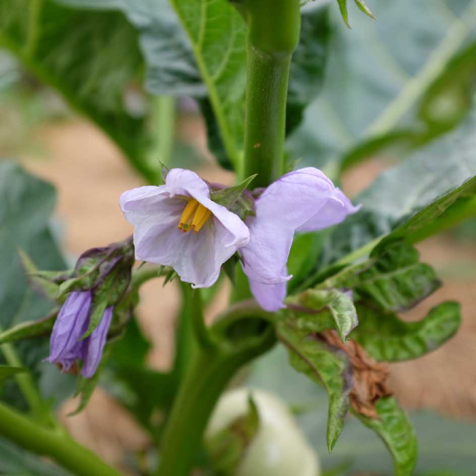 la-bo-te-graines-aubergine-gboma-kombara-bio-graines image 5