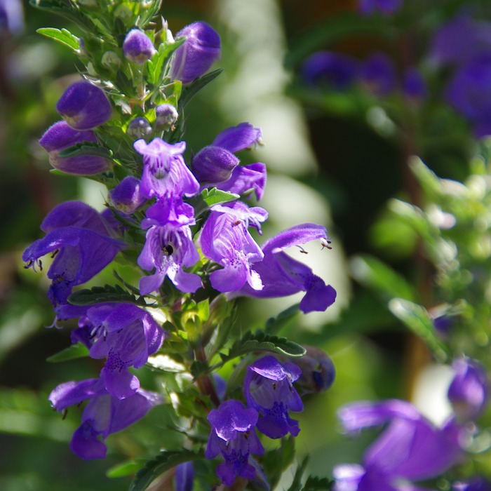 les-semences-de-l-ombelle-th-des-jardins-graines-aromatiques-bio image 1