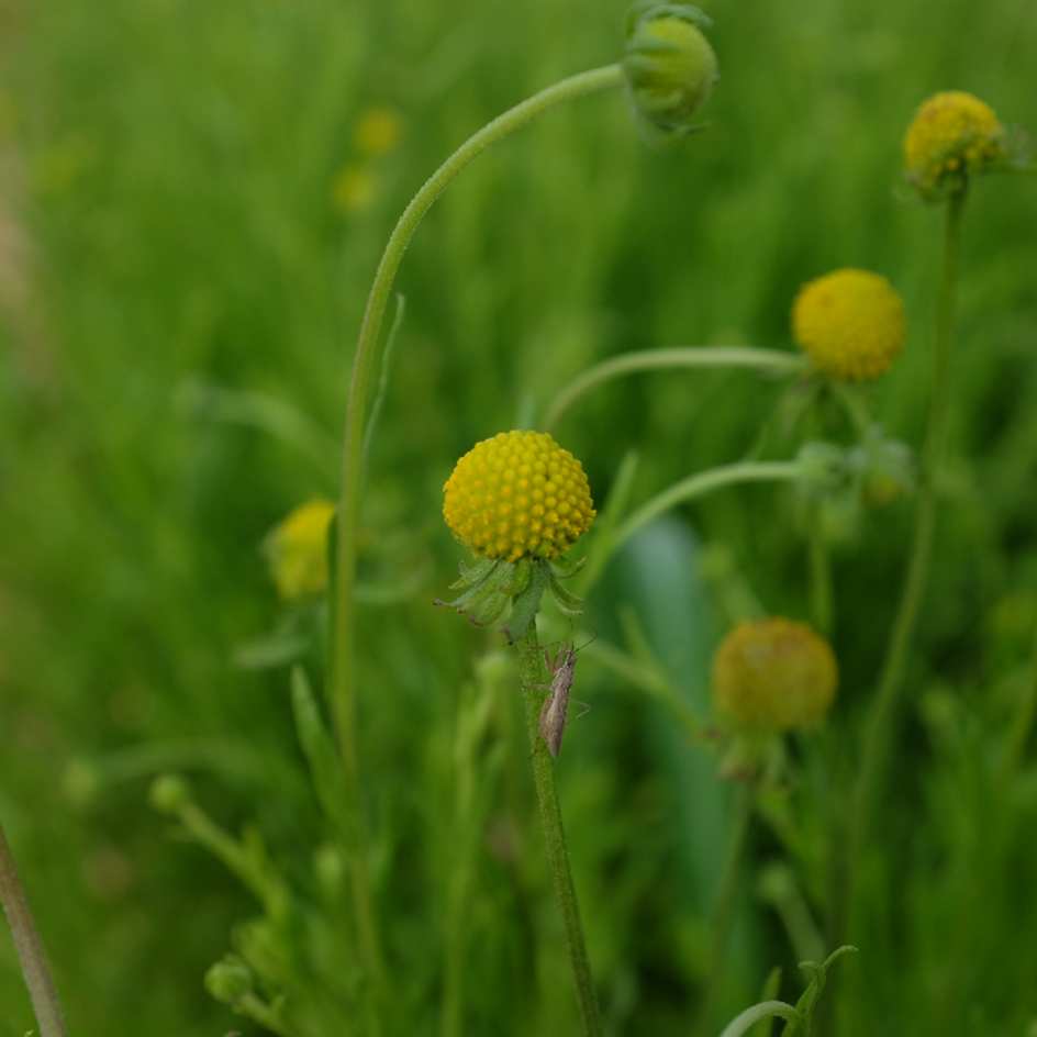 la-bo-te-graines-cephalophora-aromatica-graines-fleurs-bio-parfum-ananas image 3