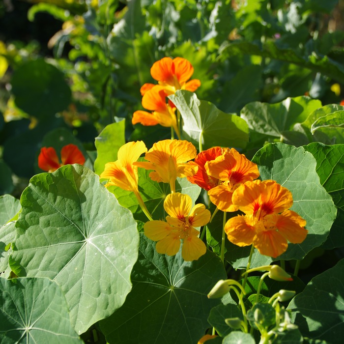 les-semences-de-l-ombelle-capucine-grimpante-graines-fleurs-bio image 1