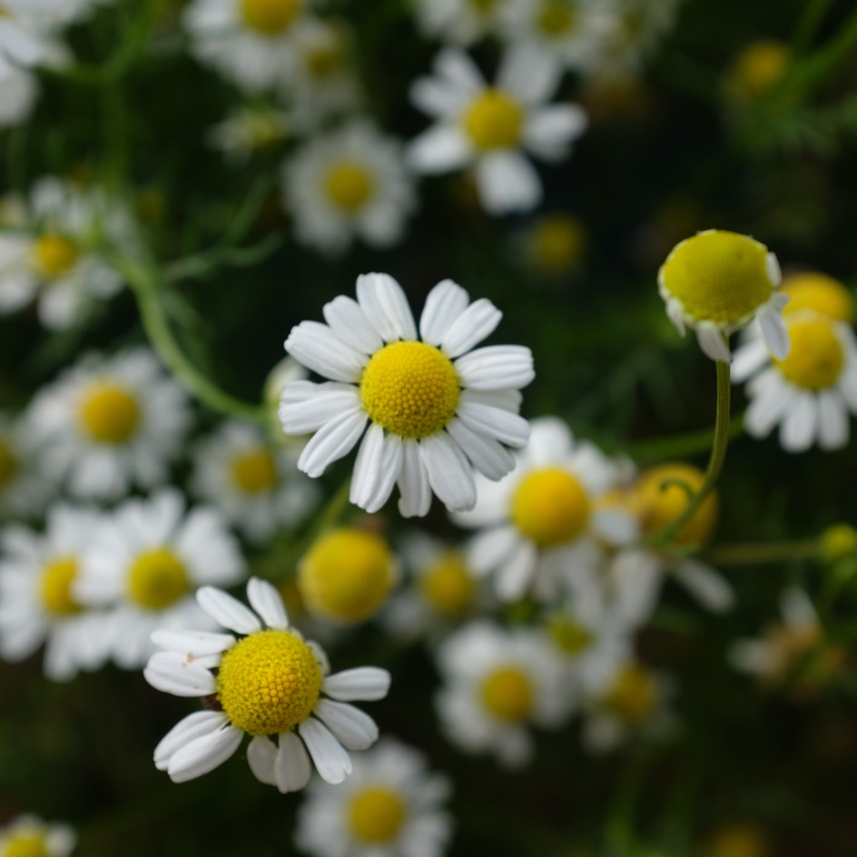 la-bo-te-graines-camomille-matricaire-graines-bio-tisane image 3