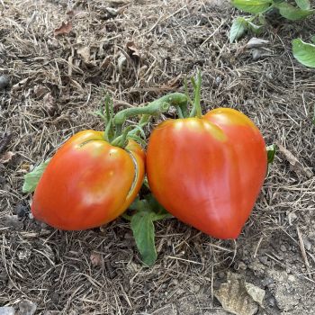 ombelle-tomate-c-ur-de-b-uf-rouge-semences-bio-potag-res image 2