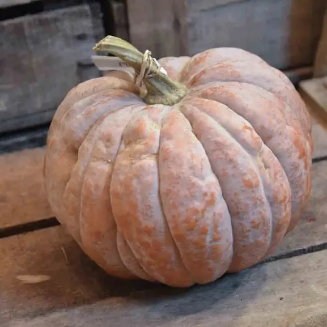 ferme-de-sainte-marthe-courge-futsu-black-graines-potag-res-bio image 1