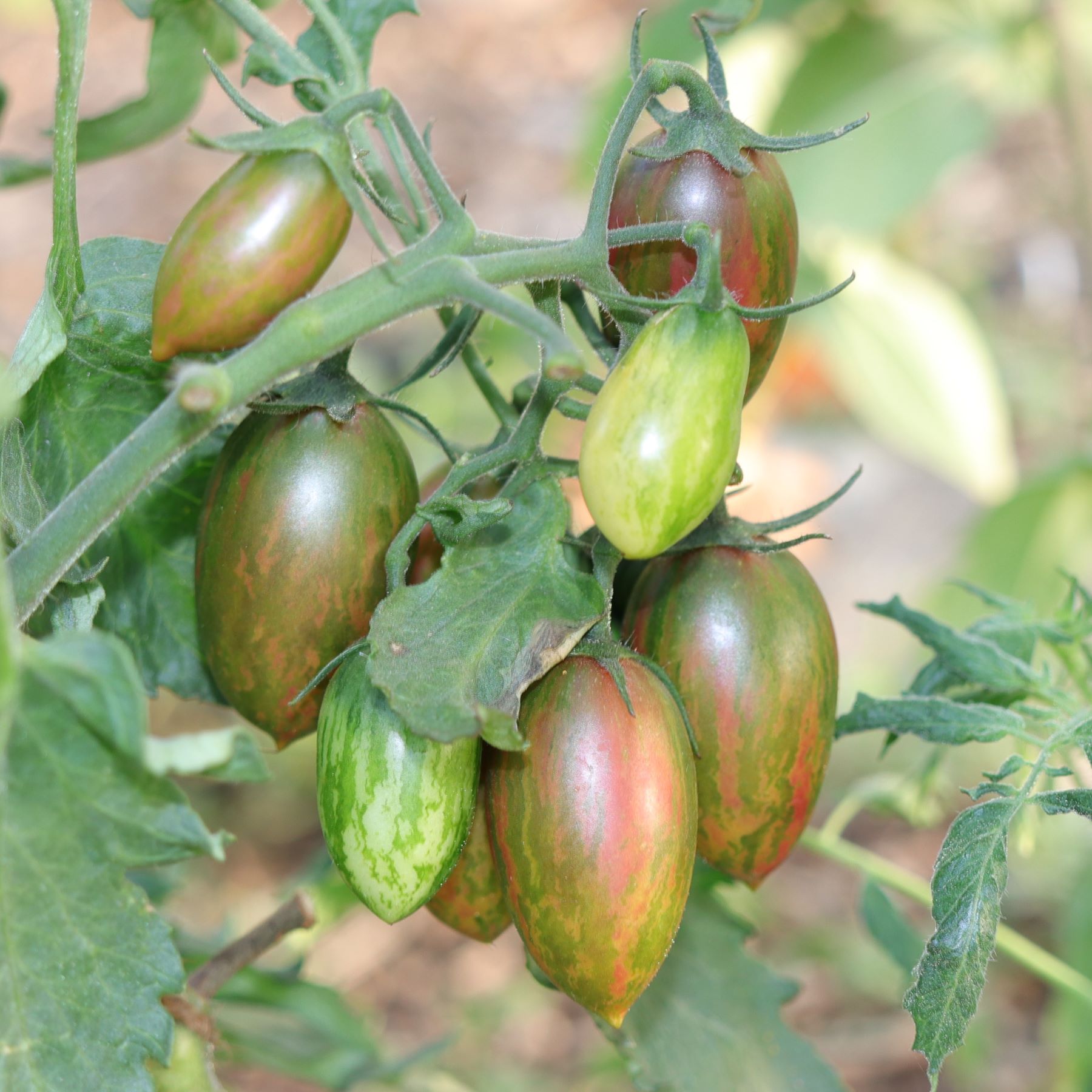 les-semences-de-l-ombelle-lucky-tiger-tomate-cocktail-graines-bio image 2