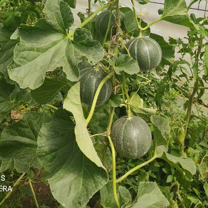 les-semences-de-l-ombelle-melon-petit-gris-de-rennes-graines-bio image 1