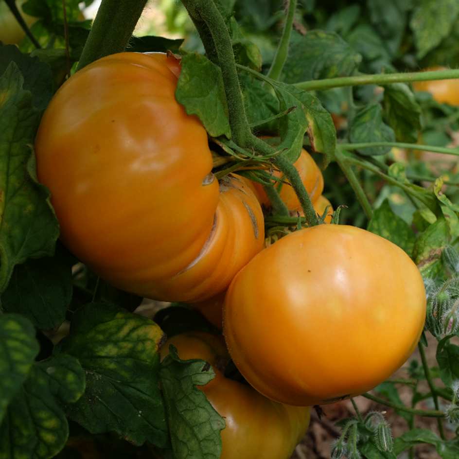 la-bo-te-graines-tomate-dr-wyche-s-yellow-graines-bio-jaune image 3